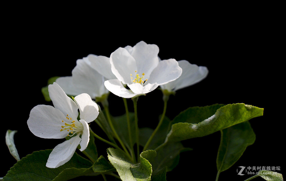 #佳能月赛-旅行的意义#白色垂丝海棠（03）