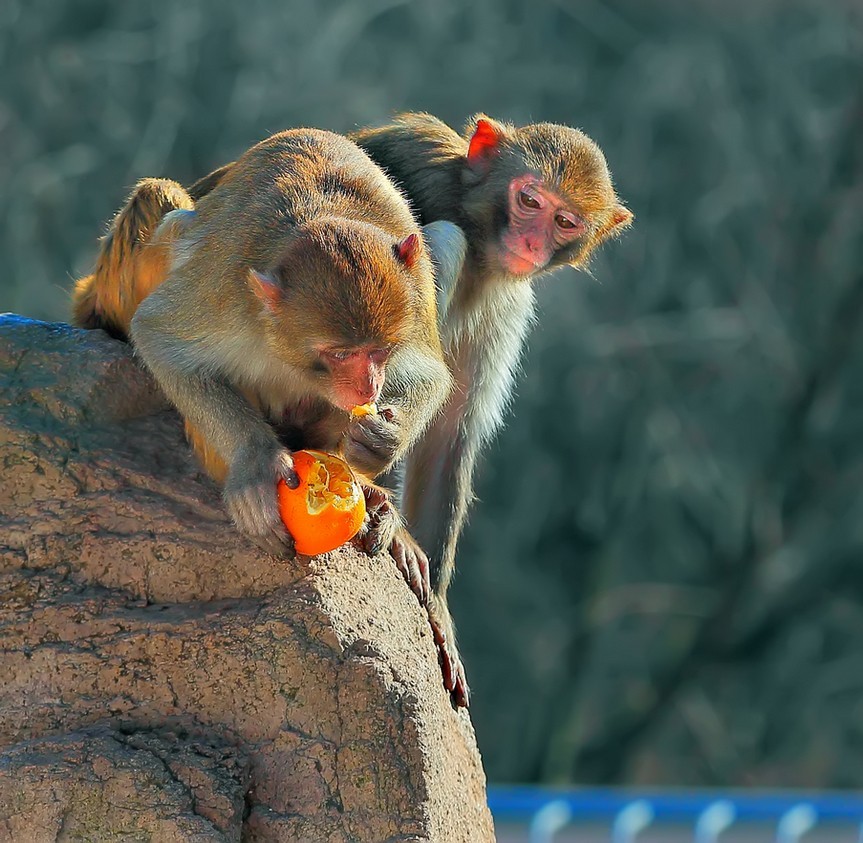 PK....喜鹊飞来道喜，猴哥来助威。继续相应号召上贴PK！哈哈！！