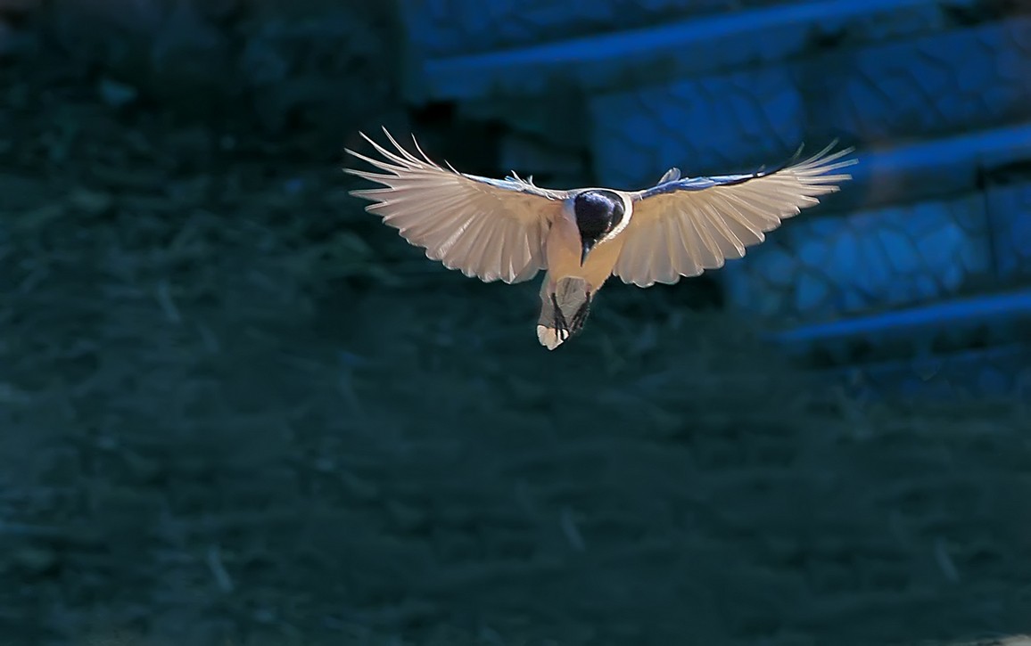 PK....喜鹊飞来道喜，猴哥来助威。继续相应号召上贴PK！哈哈！！