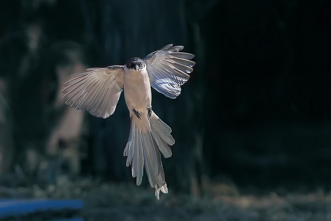 PK....喜鹊飞来道喜，猴哥来助威。继续相应号召上贴PK！哈哈！！