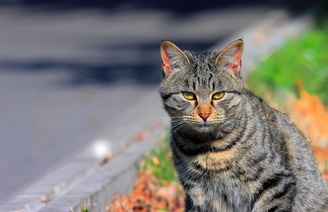 PK....喜鹊飞来道喜，猴哥来助威。继续相应号召上贴PK！哈哈！！