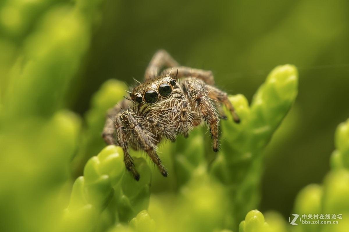 #版主坐堂# 2018年7月微距摄影星空(中国)作品集萃