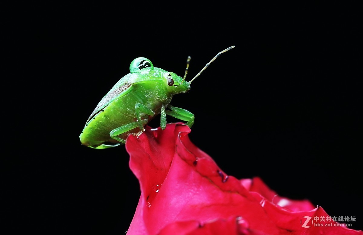 #版主坐堂# 2018年7月微距摄影星空(中国)作品集萃