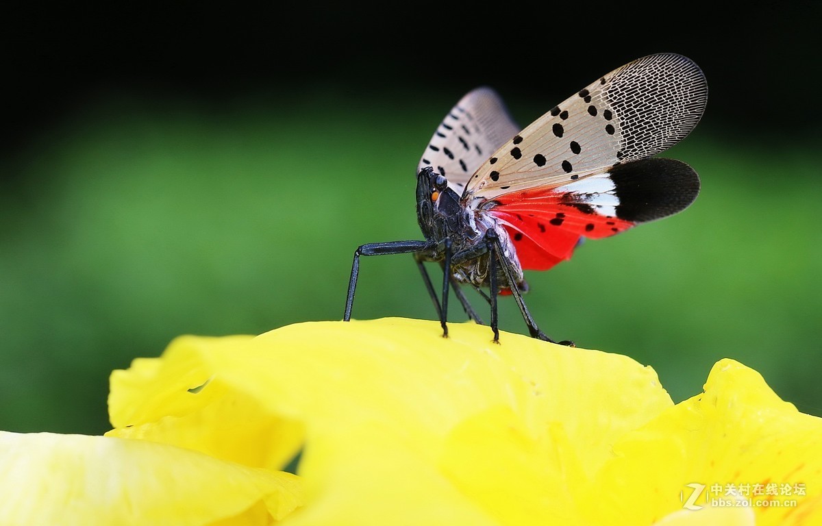 #版主坐堂# 2018年7月微距摄影星空(中国)作品集萃