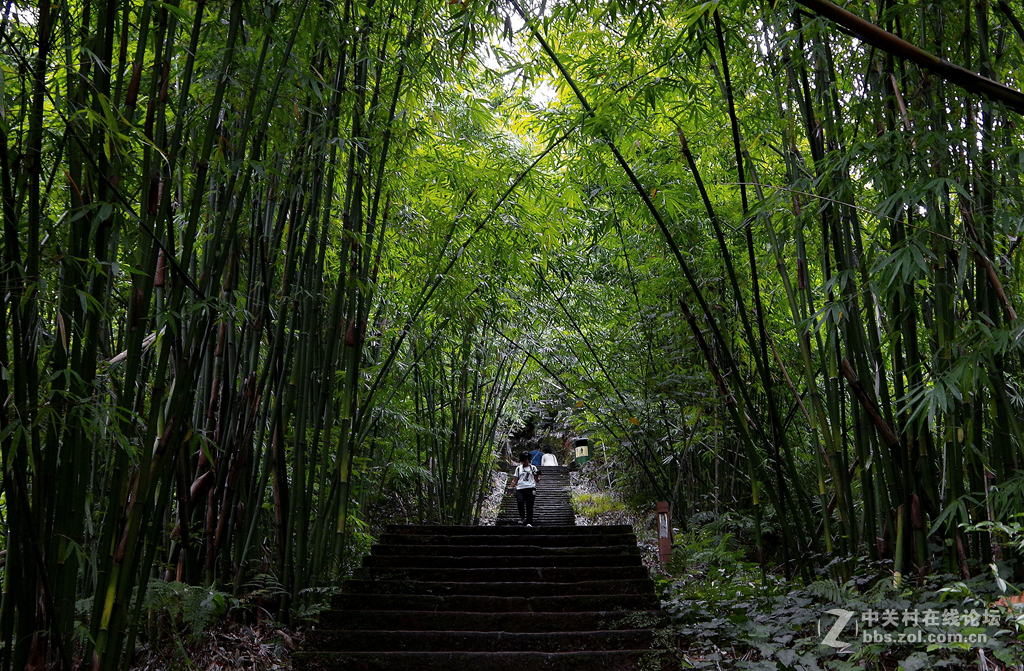 樂山沐川竹海隨拍