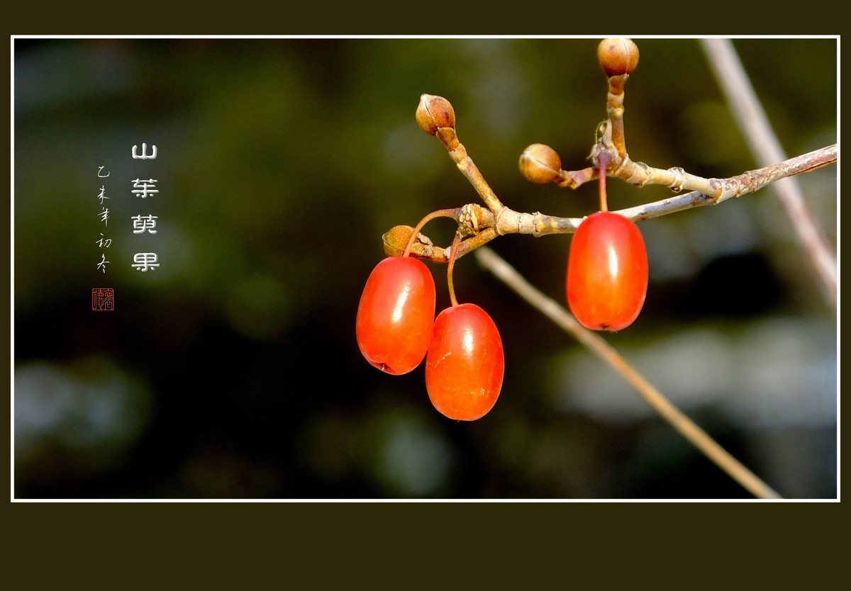 红彤彤的山茱萸果