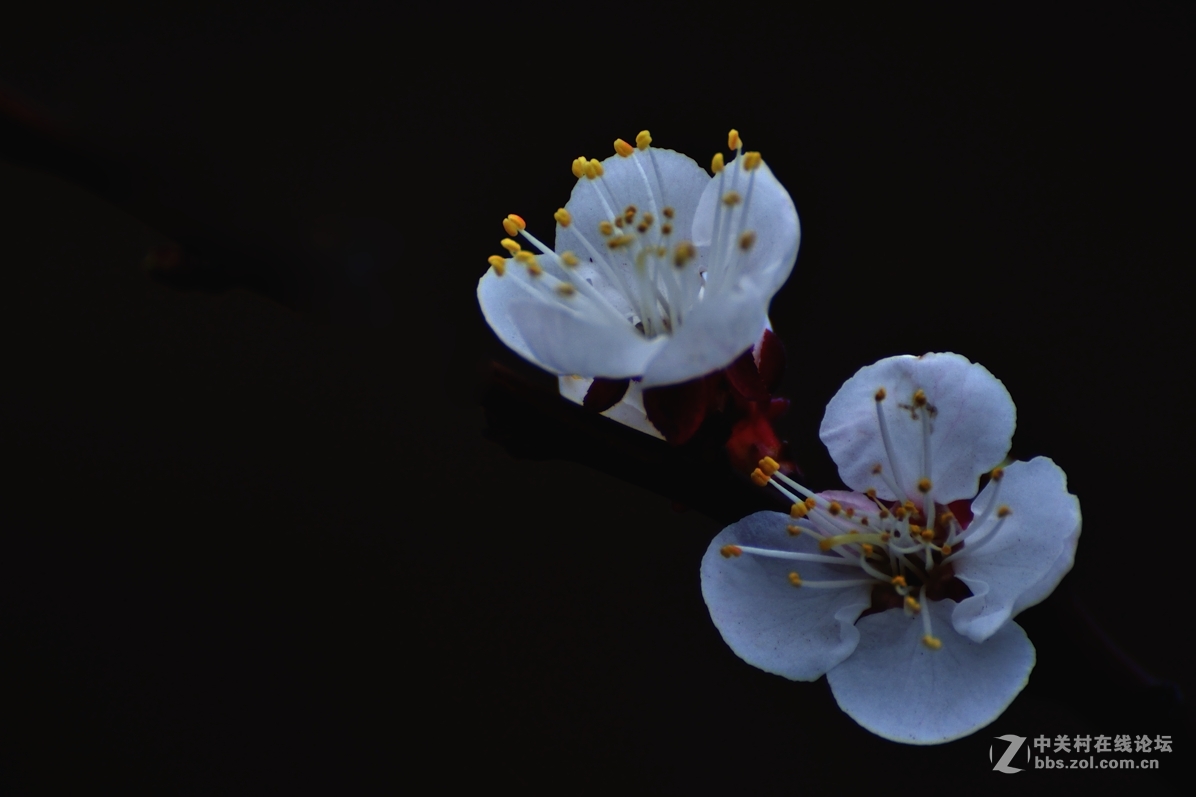 桃花【长命百岁】（2）