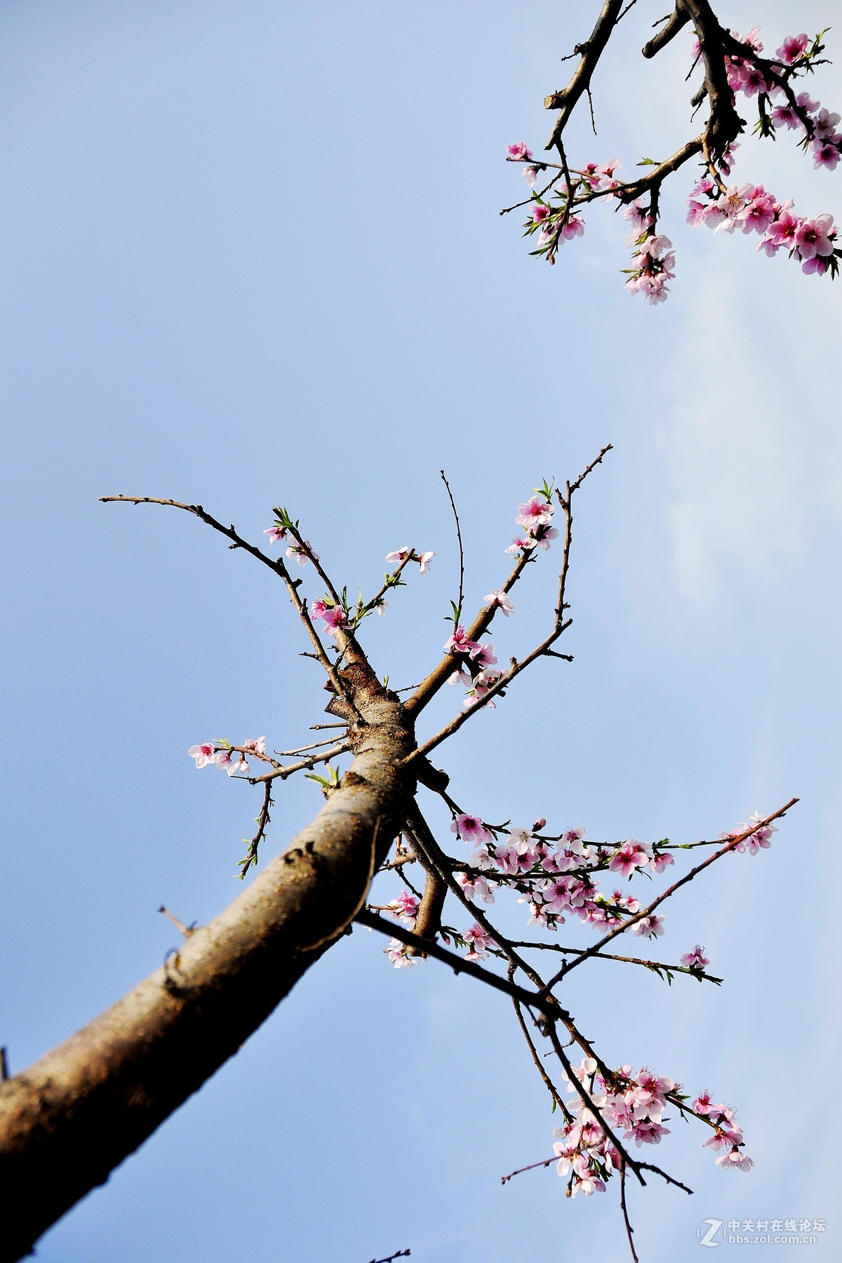 桃花赞