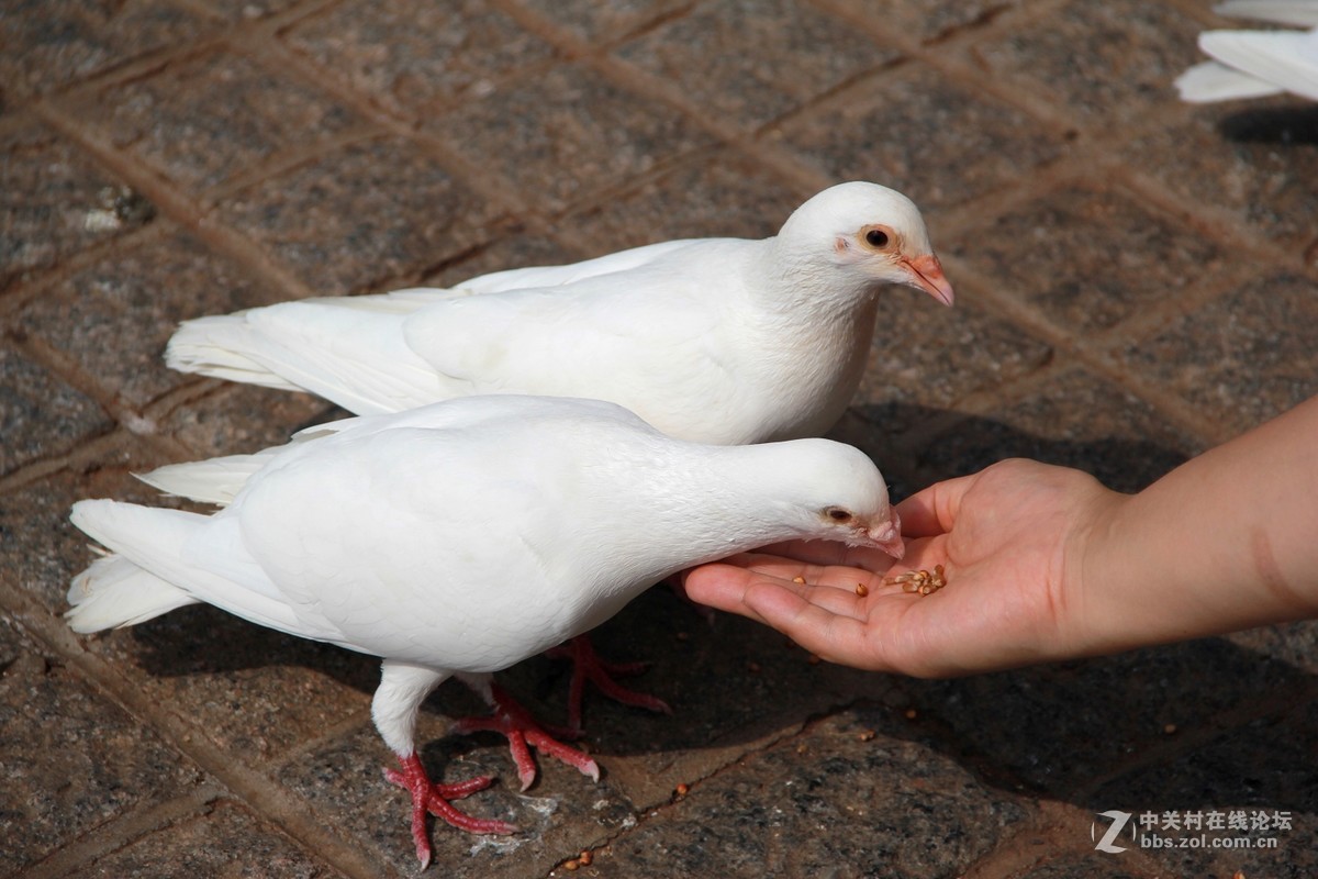 喂鸽子的人们和摄影师位于哈市道里区索菲亚教堂广场