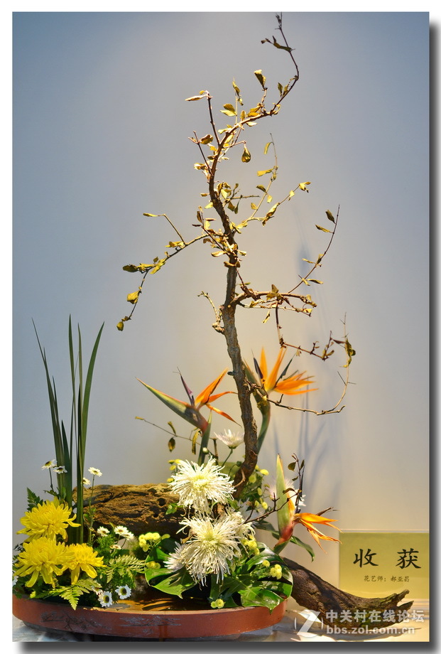 “”菊之韵“”插花艺术展