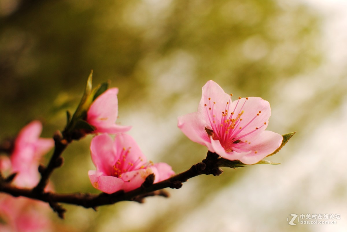 人間四月芳菲盡山寺桃花始盛開