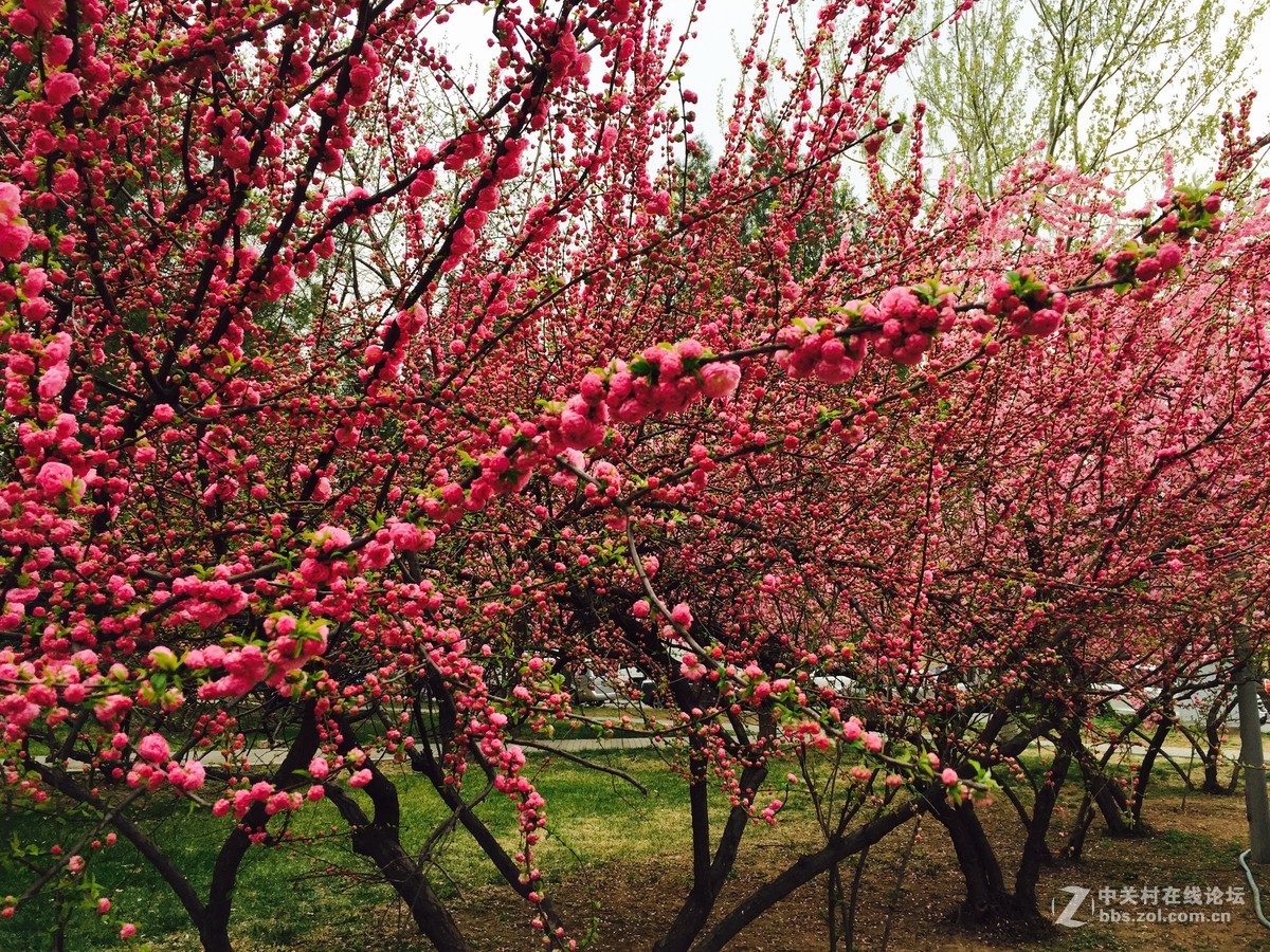 我也来发发iphone 6依然好用