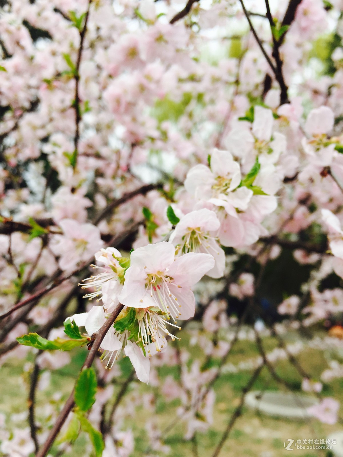 我也来发发iphone 6依然好用