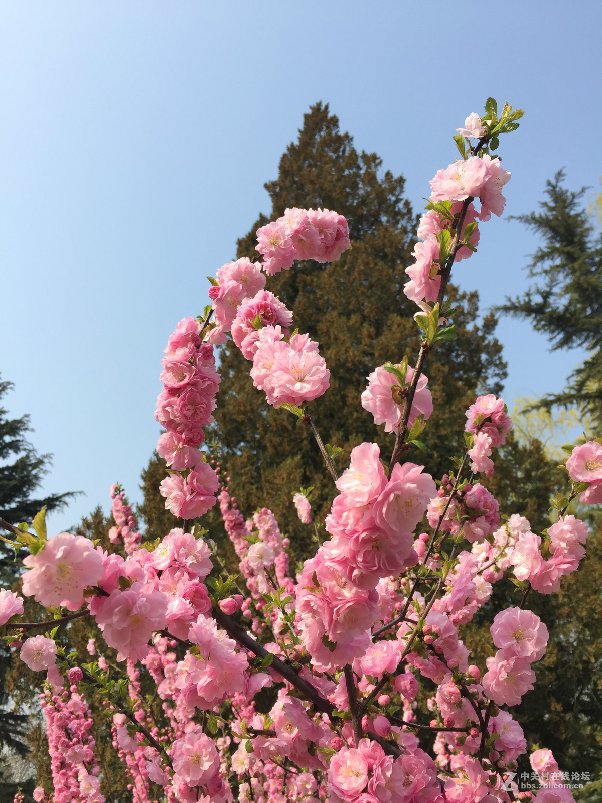 我也来发发iphone 6依然好用