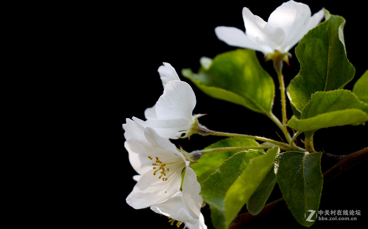 #佳能月赛-旅行的意义#白色垂丝海棠（03）