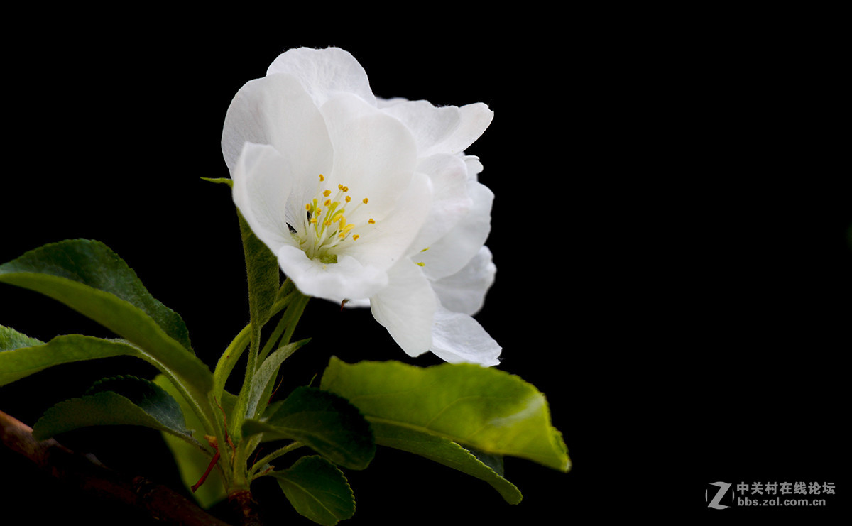 #佳能月赛-旅行的意义#白色垂丝海棠（03）