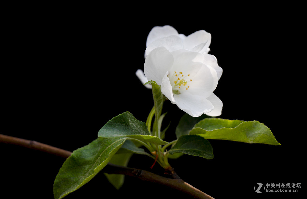 #佳能月赛-旅行的意义#白色垂丝海棠（03）