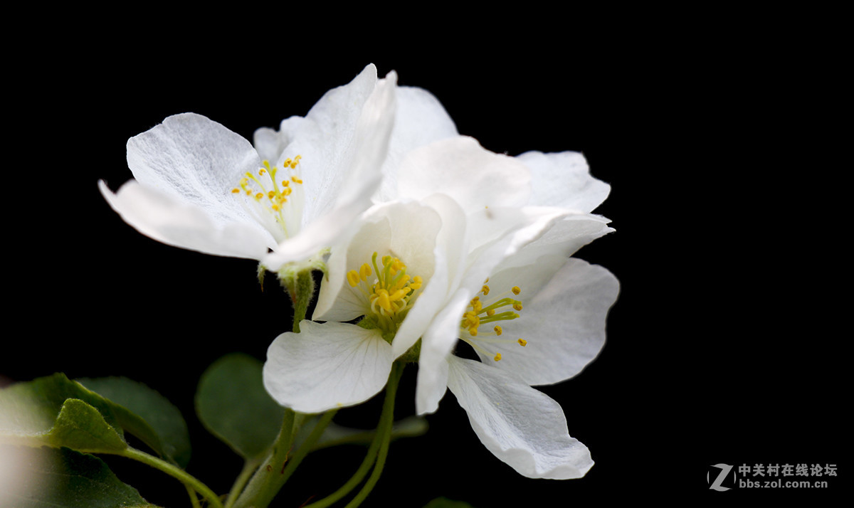 #佳能月赛-旅行的意义#白色垂丝海棠（03）