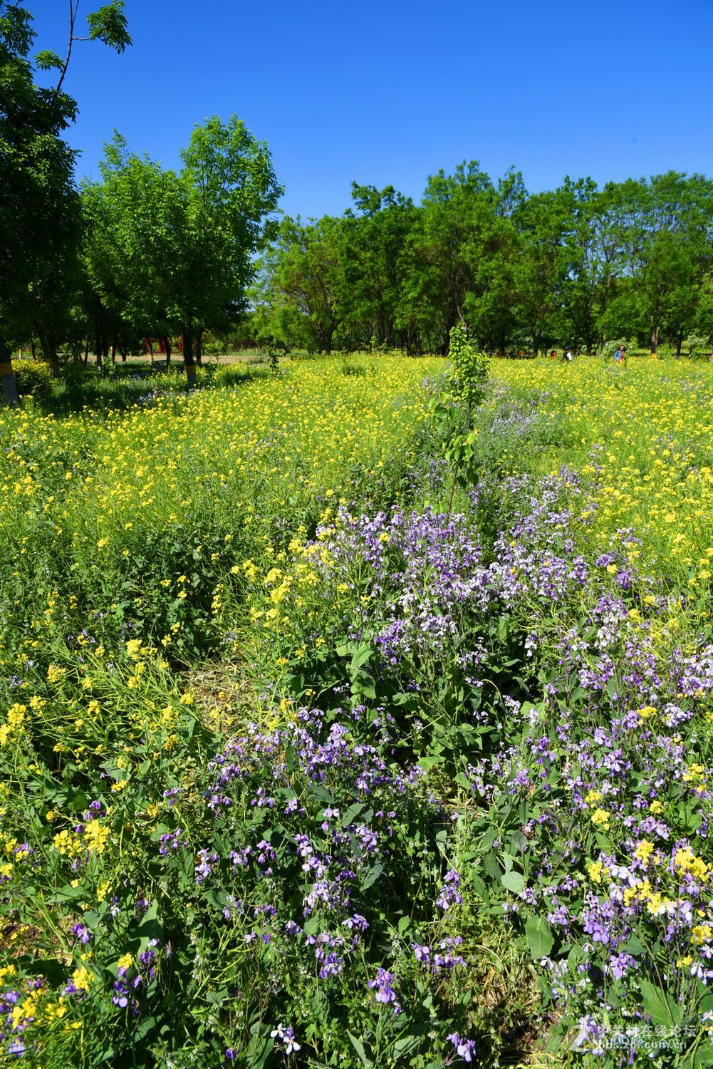 北京京城梨园凋谢的油菜花