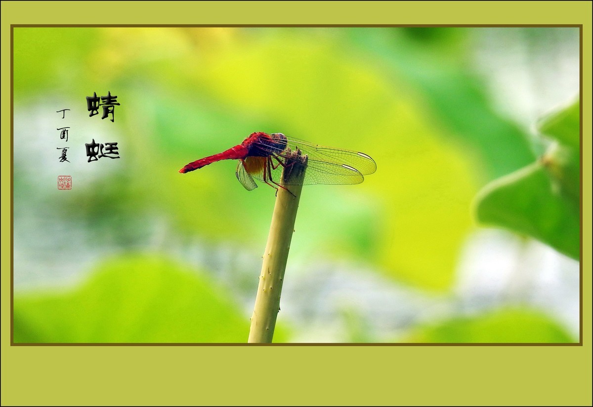 荷塘情趣-小憩的蜻蜓