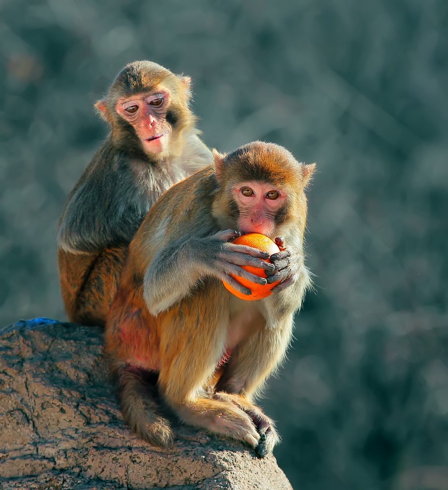 PK....喜鹊飞来道喜，猴哥来助威。继续相应号召上贴PK！哈哈！！