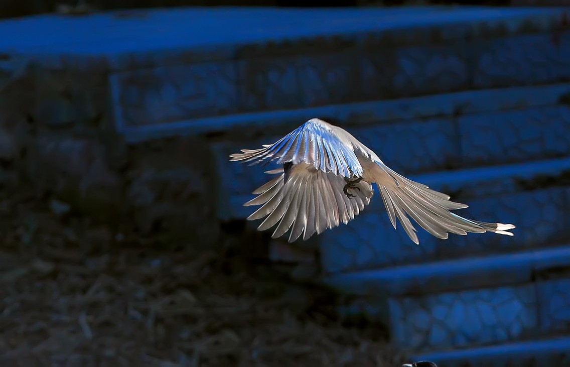 PK....喜鹊飞来道喜，猴哥来助威。继续相应号召上贴PK！哈哈！！