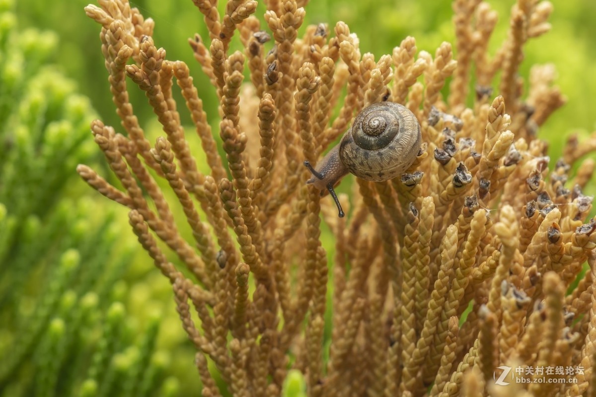 #版主坐堂# 2018年7月微距摄影星空(中国)作品集萃