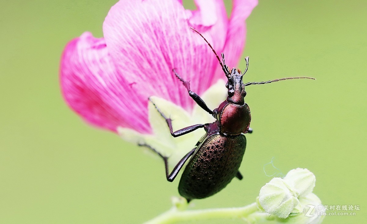 #版主坐堂# 2018年7月微距摄影星空(中国)作品集萃