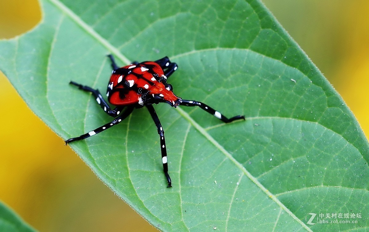 #版主坐堂# 2018年7月微距摄影星空(中国)作品集萃
