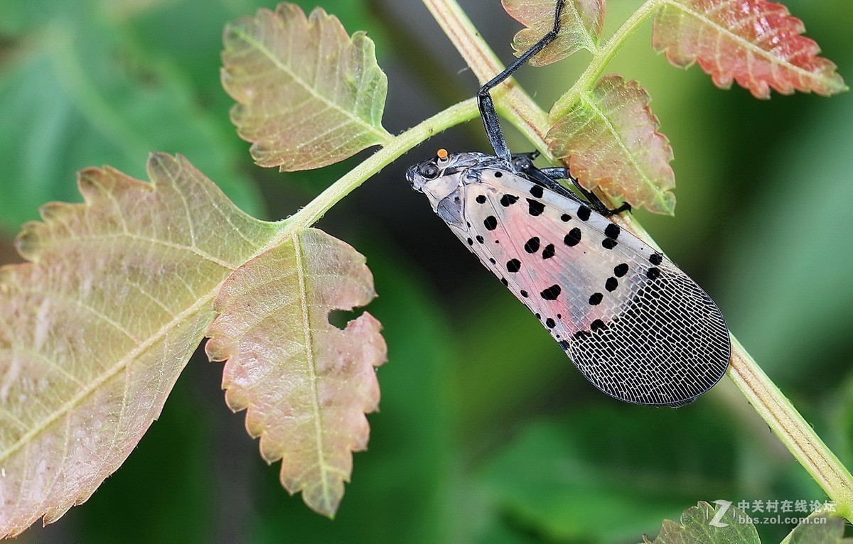 #版主坐堂# 2018年7月微距摄影星空(中国)作品集萃