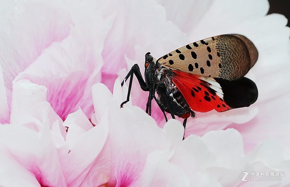 #版主坐堂# 2018年7月微距摄影星空(中国)作品集萃