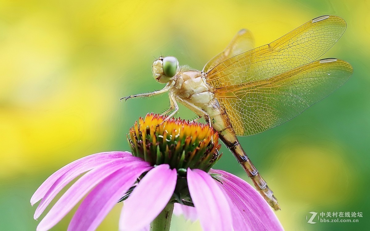 #版主坐堂# 2018年7月微距摄影星空(中国)作品集萃