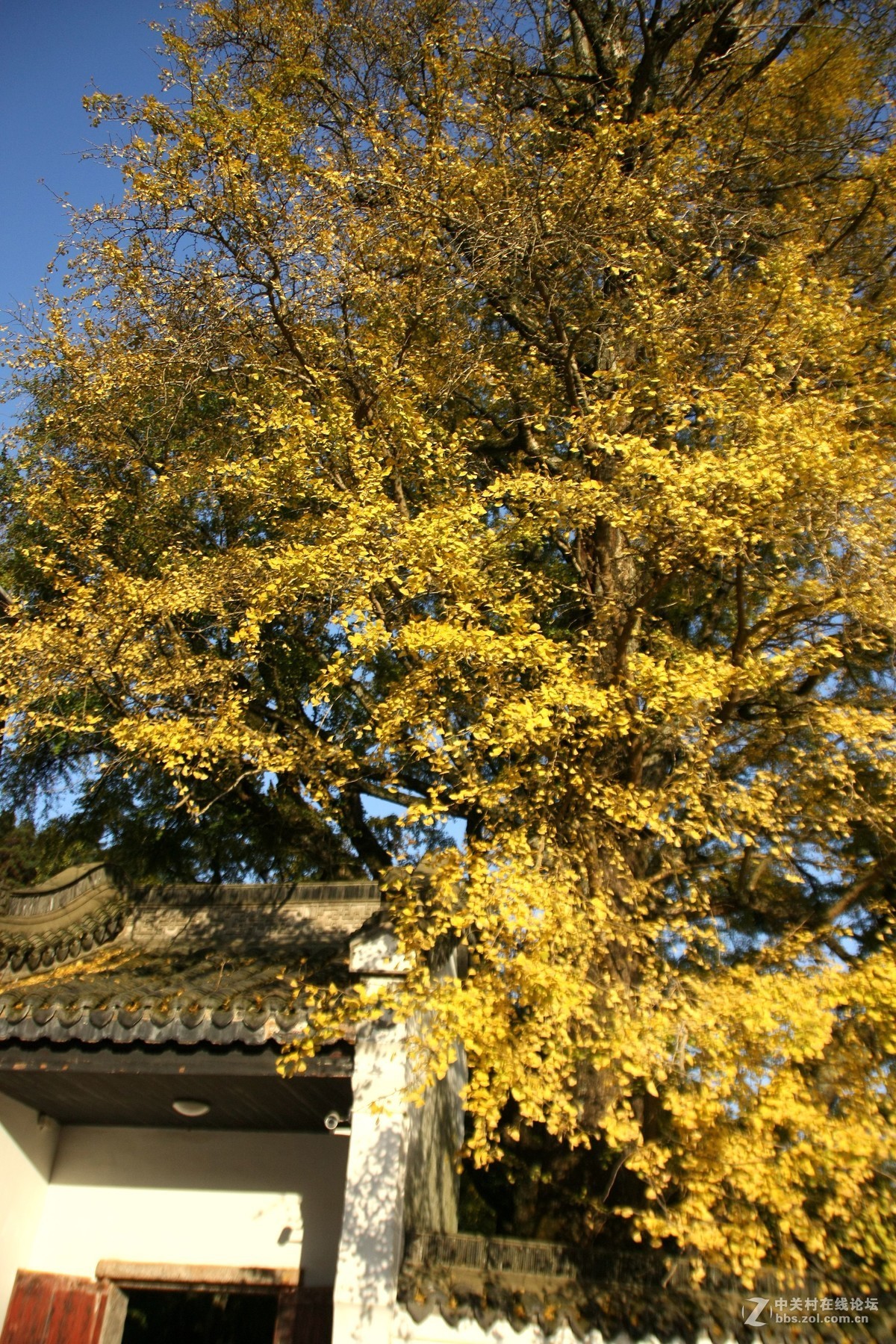 福严寺千年银杏