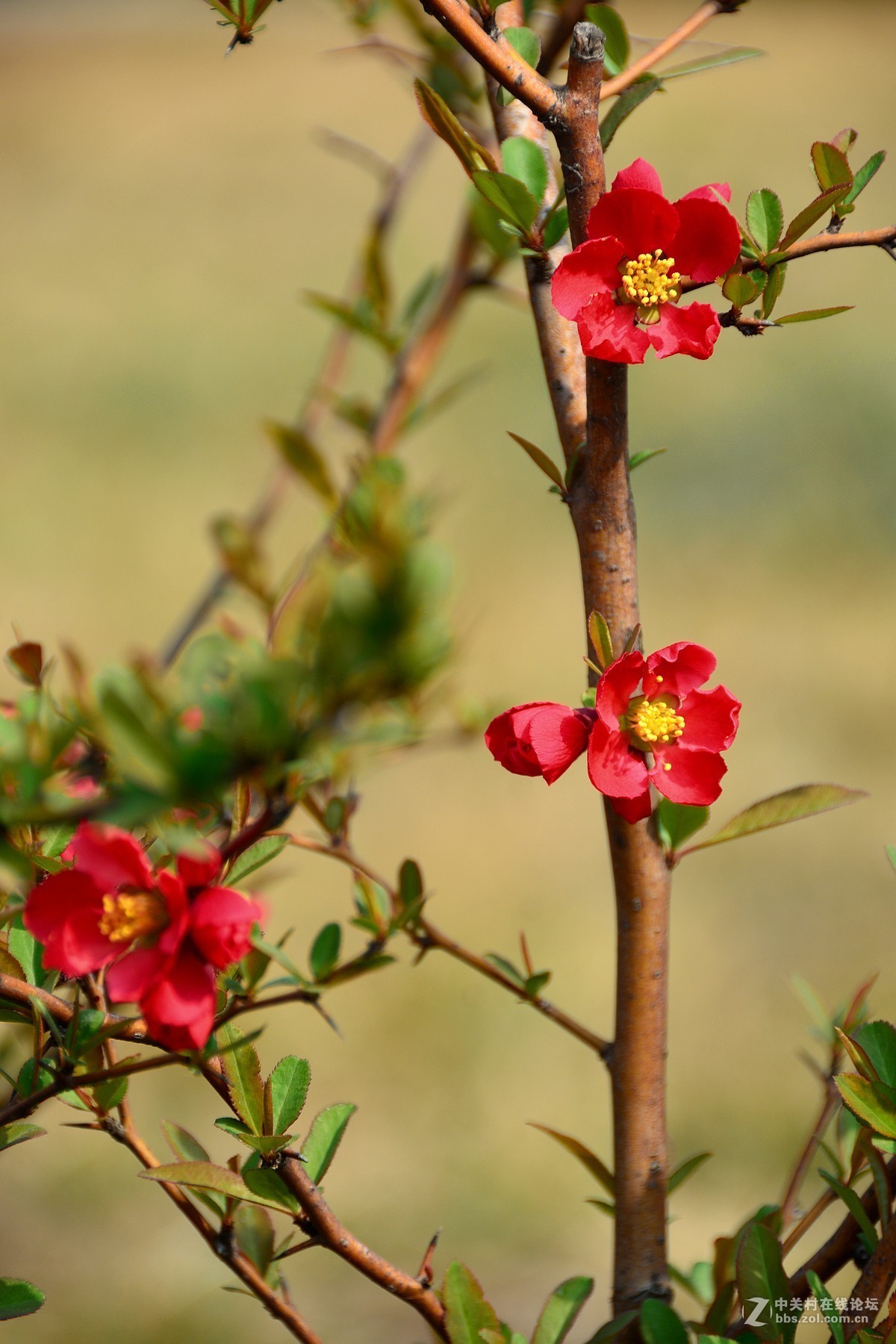百般红紫斗芳菲贴梗海棠2