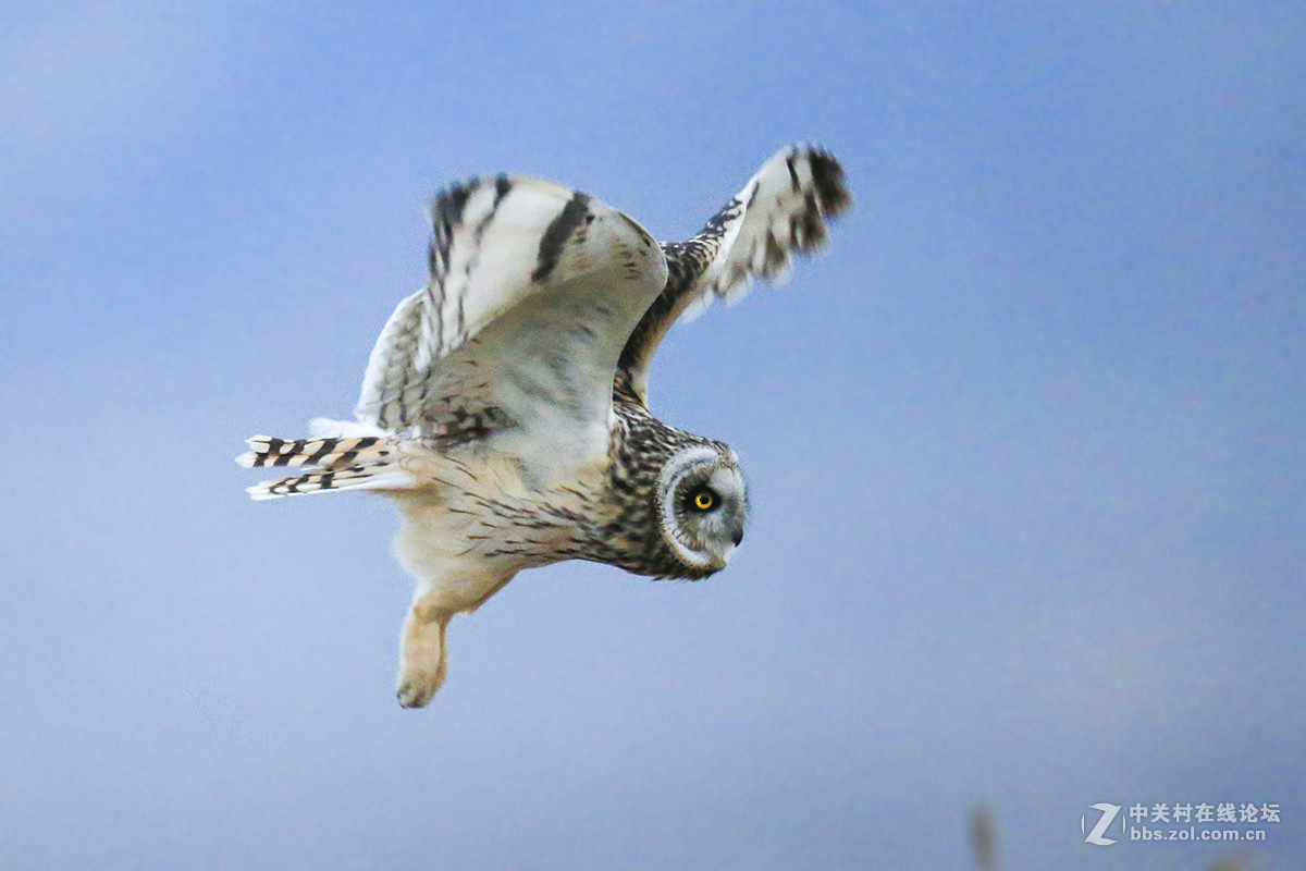 ----------短耳鸮----------