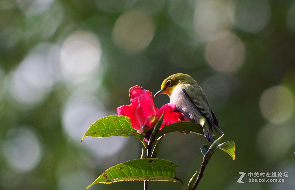 公园里可爱的小鸟-绣眼、太阳鸟