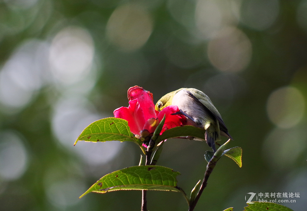 公园里可爱的小鸟-绣眼、太阳鸟