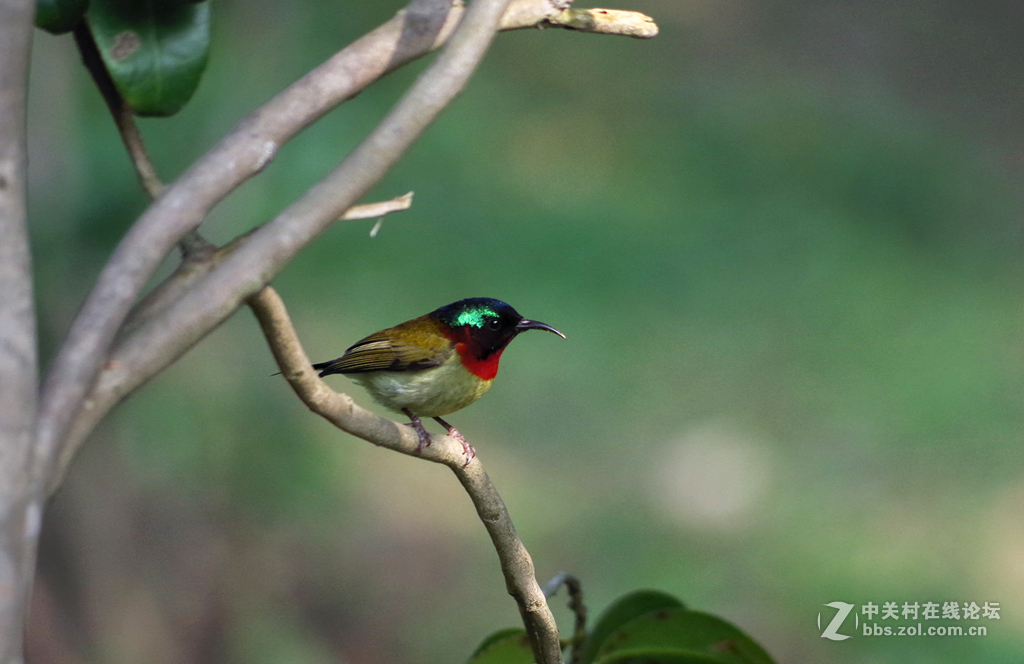 公园里可爱的小鸟-绣眼、太阳鸟