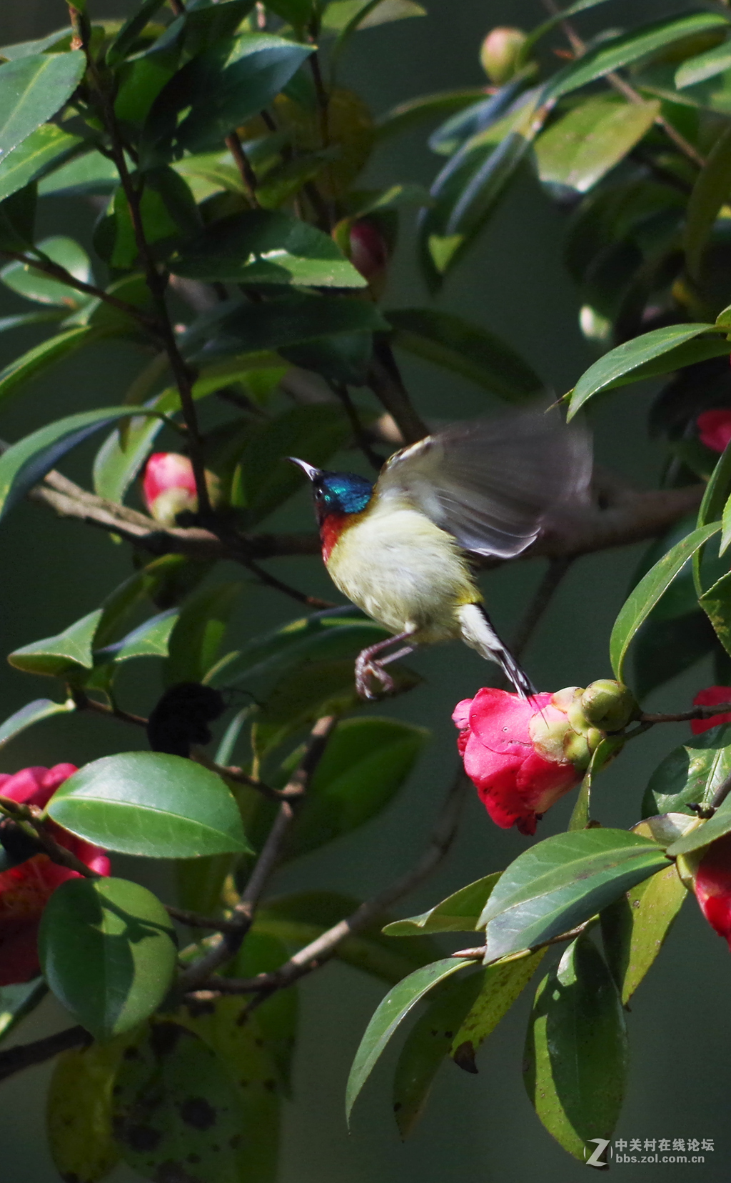 公园里可爱的小鸟-绣眼、太阳鸟