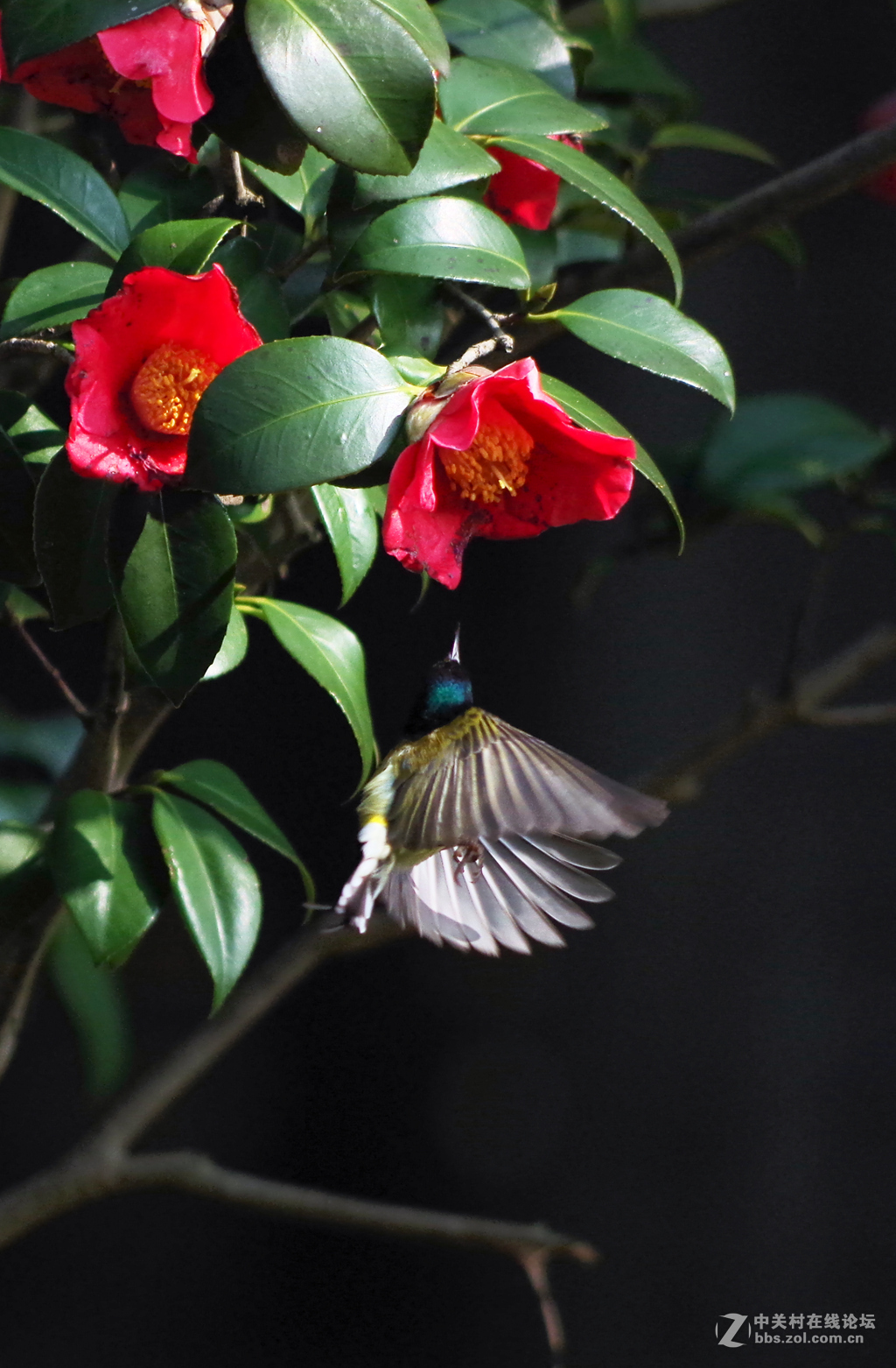 公园里可爱的小鸟-绣眼、太阳鸟
