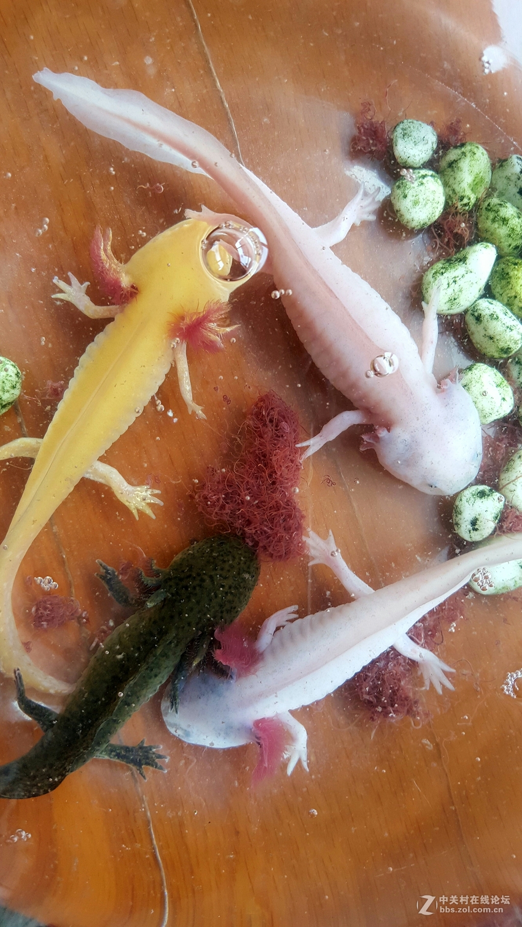 六角恐龙争食
