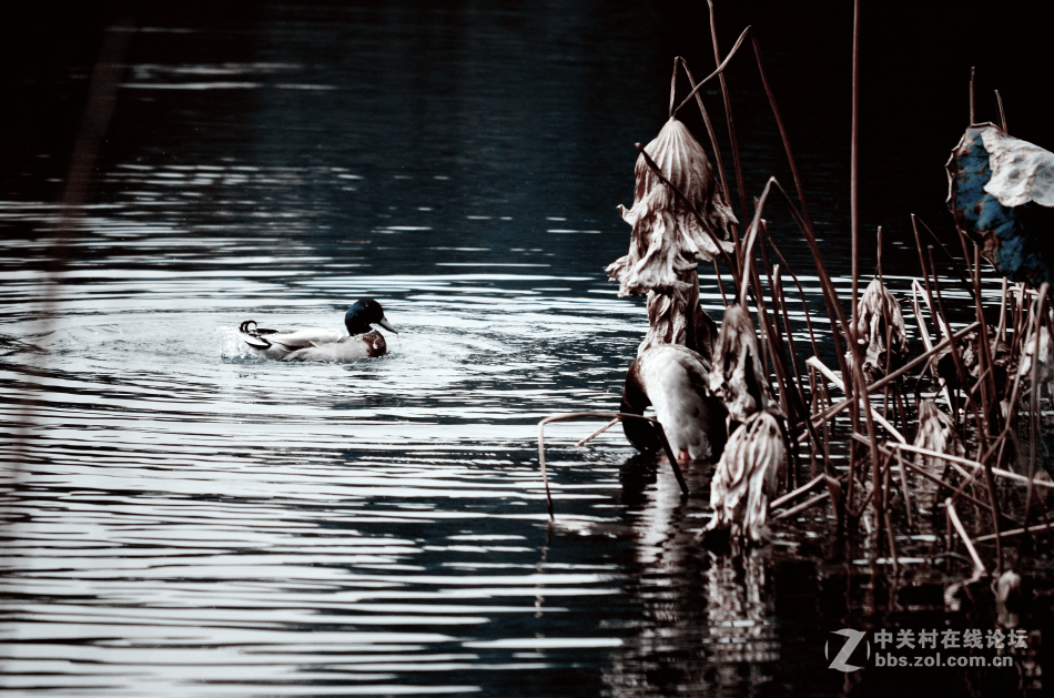 植物园掠影~~冬天的气息！