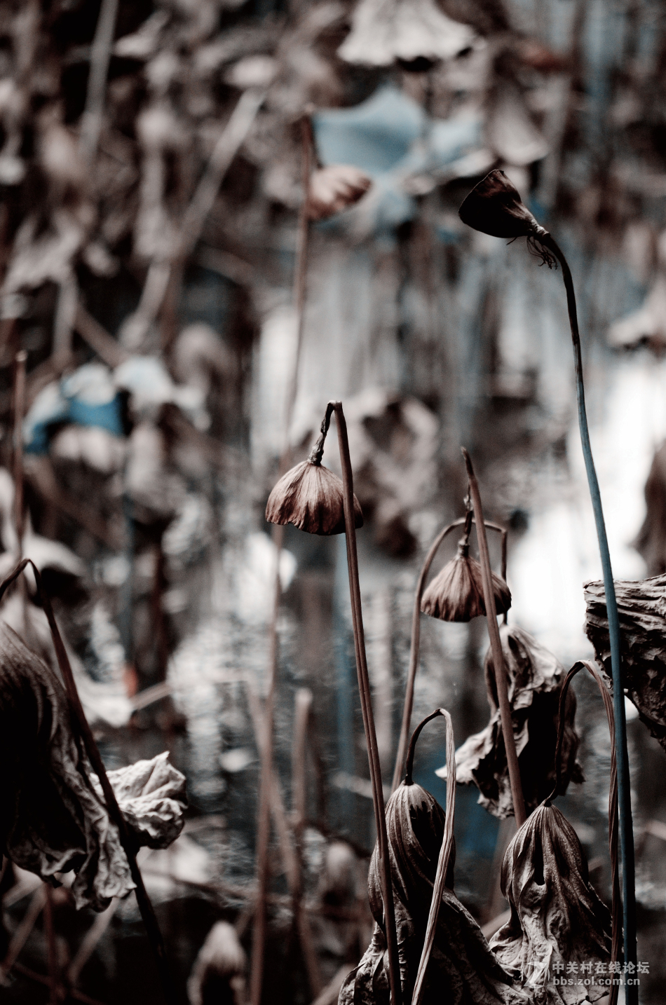 植物园掠影~~冬天的气息！