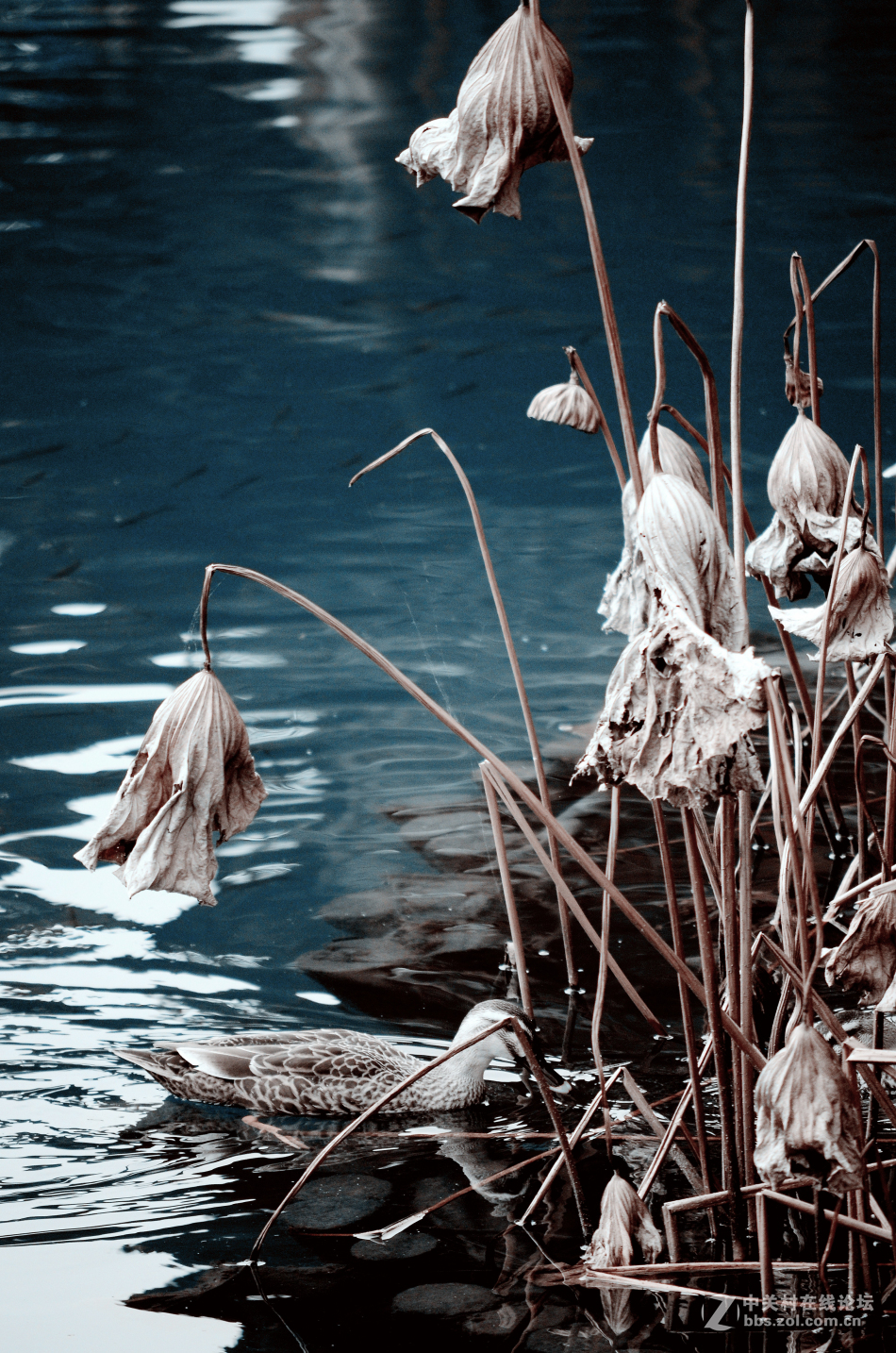 植物园掠影~~冬天的气息！