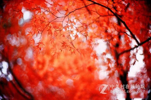 情迷大光圈：为什么徕卡的大光圈镜头这么贵