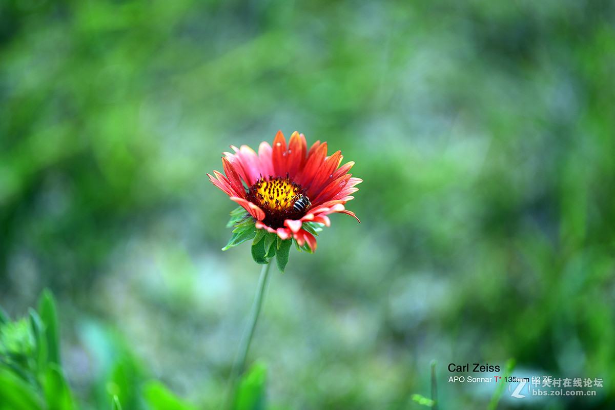 试拍APO135/ZF2