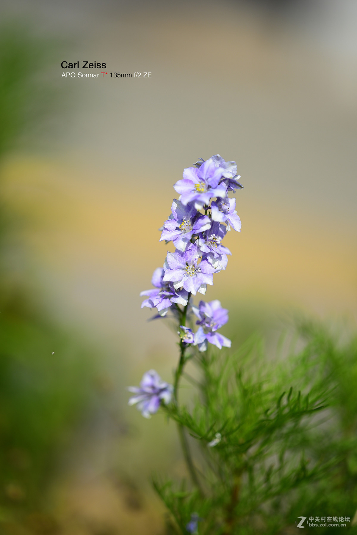 试拍APO135/ZF2