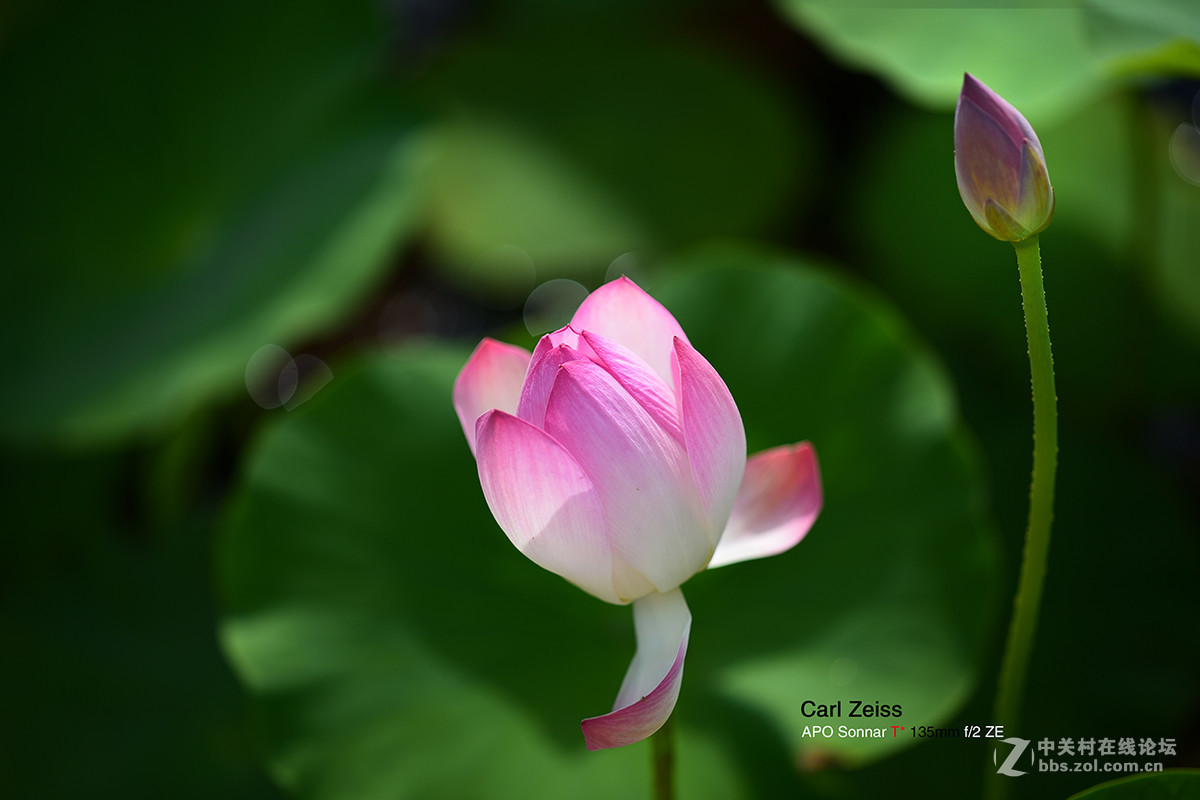试拍APO135/ZF2