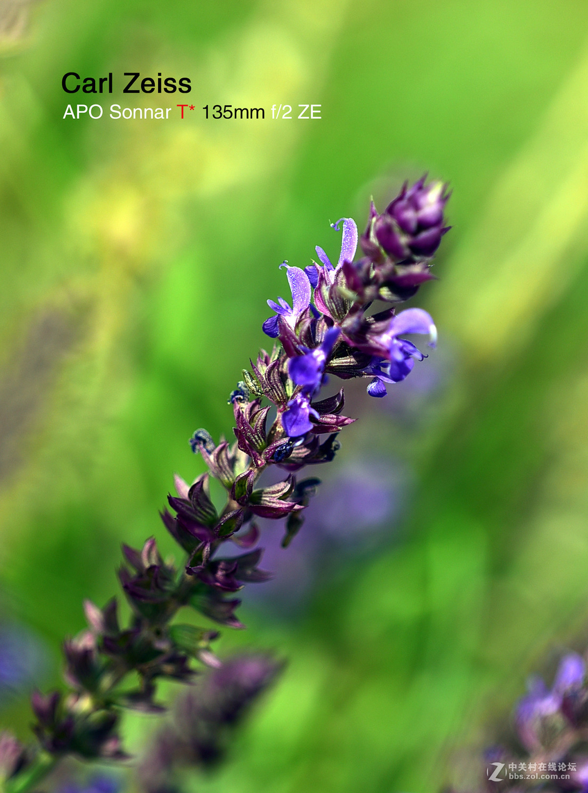 试拍APO135/ZF2