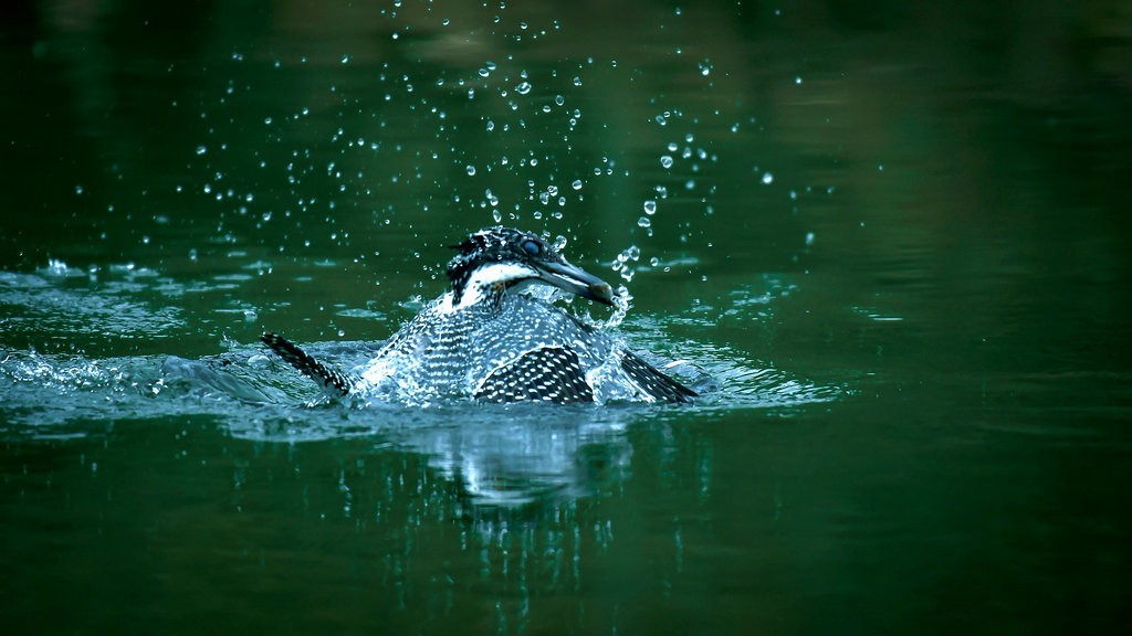 冠鱼狗捕鱼瞬间.